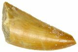 Serrated Raptor Tooth - Real Dinosaur Tooth #361016-1